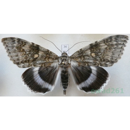 Catocala fraxini (Linnaeus, 1758) male Wstęgówka jesionka ex. ovo Czech 85mm34